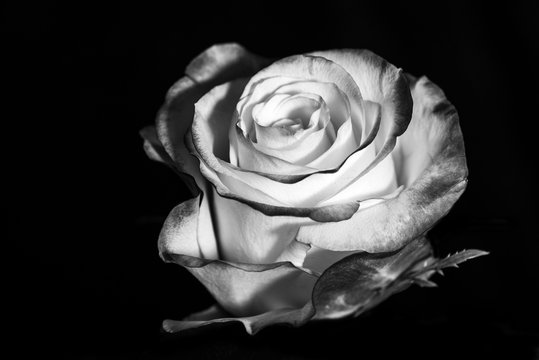 variegated white rose in black and white