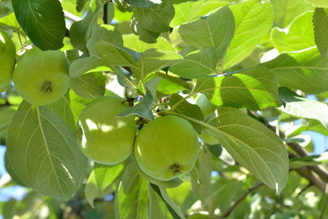 Green apples and green leaves. Apples on a branch. Summer background.	