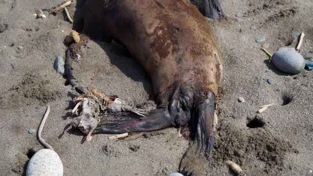 Rat and seal cadaver at beach 