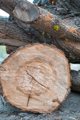 Wooden log and green seedlings on a tree stump. New life concept with seedling growing.