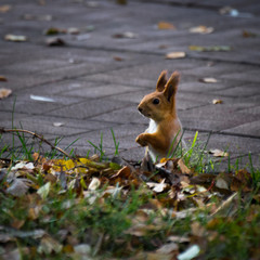 A red squirrel sitting on the walkway in the park in autumn