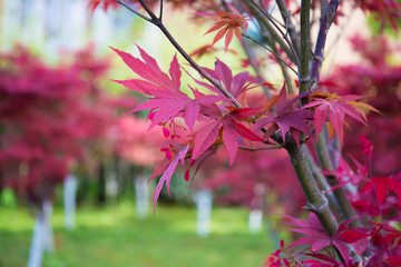 Maple leaves close-up, become red in autumn
