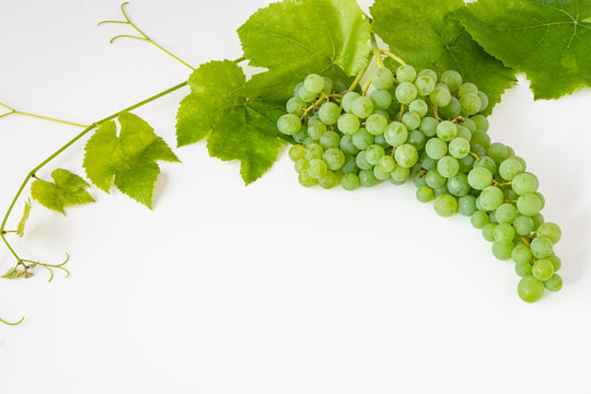 Bunch of fresh picked champagne grapes, and a grape vine and leaves, on a white background
