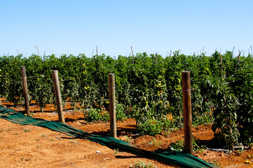 Fototapeta premium Tomato Plantation - Carnarvon - Australia