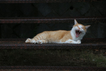 猫