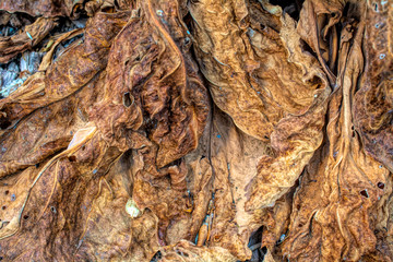 Dry leaves texture and background large copy space top view