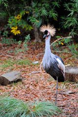 Crowned Crane