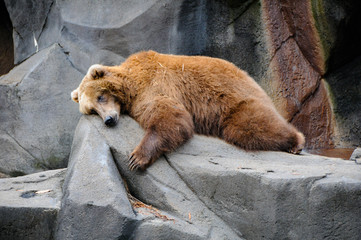 Bear