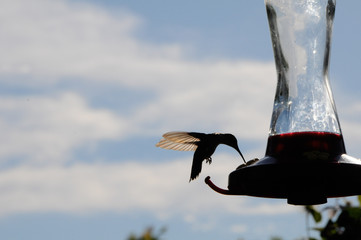 Hummingbird Drinking
