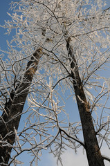 Ice on Trees