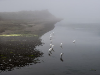 Egrets at Bodega Bay estuary, California, USA, in the fog on a cool morning