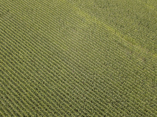 Corn field in Ohio, aerial midwestern field