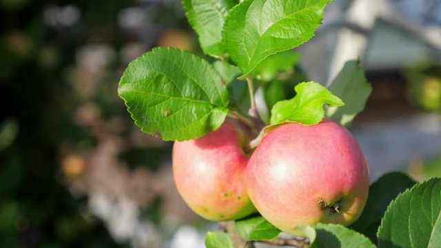 Ripe red apples growing on tree at the garden