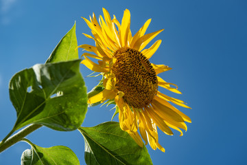 single sunflower close up with blue sky