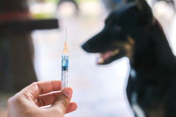 Vaccine Rabies Bottle and Syringe Needle Hypodermic Injection,Immunization rabies and Dog Animal Diseases,Medical Concept with Dog blurred Background.Selective Focus Vaccine vial  - obrazy, fototapety, plakaty