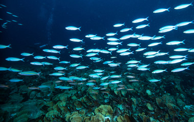 Fototapeta na wymiar Tropical Coral Reef Underwater Landscape Fusiliers