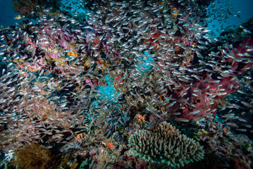 Obraz na płótnie Canvas Tropical Coral Reef Underwater Landscape Damselfish Glassfish