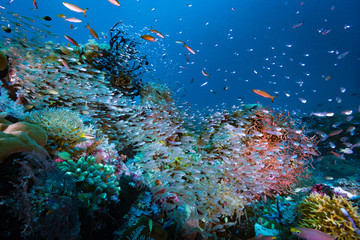 Obraz na płótnie Canvas Tropical Coral Reef Underwater Landscape