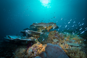Tropical Coral Reef Underwater