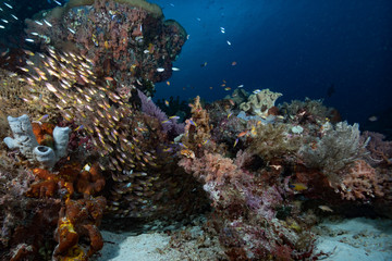 Fototapeta na wymiar Tropical Coral Reef Underwater