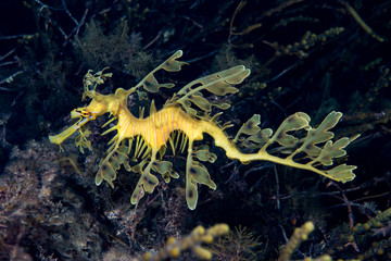 Leafy Seadragon Phycodurus eques