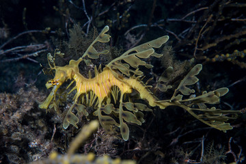 Leafy Seadragon Phycodurus eques
