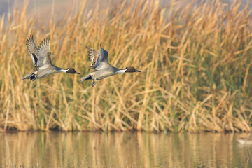 Wild ducks flying above water expanse