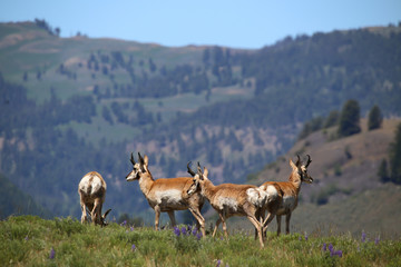 Antelope