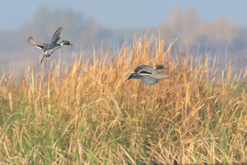 Obraz na płótnie Canvas Wild ducks flying above dry grass