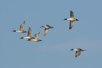 Fototapeta premium Ducks' migration flying in sky