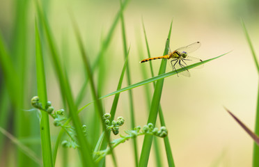 A dragonfly stays on a blade of grass in the summer grass outdoors