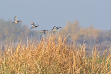 Ducks flying above dry grass