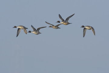 Flock of ducks flying in sky