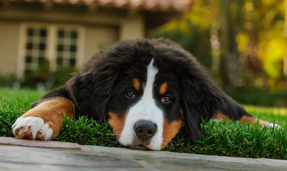 Bernese Mountain Dog puppy outdoor portrait lying down with head on ground