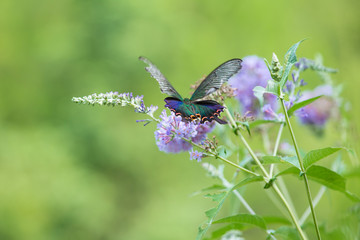Close-up butterfly photographed in outdoor flowers