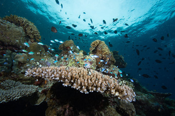 Tropical Coral Reef Underwater