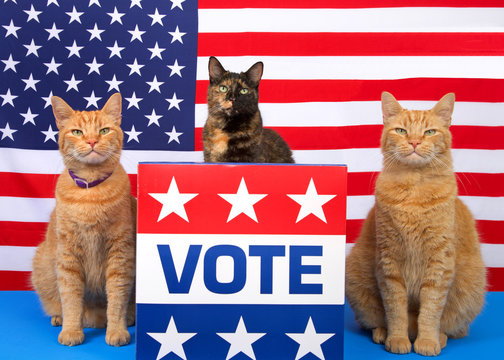 One Tortoiseshell Cat Sitting Behind A Podium With VOTE Sign On The Front, Orange Tabby Cat Sitting On Each Side, All Looking Directly At Viewer. Voting Election Theme. Copy Space