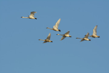 Flying white tundra swan in blue sky