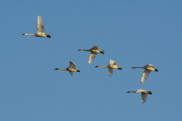 Fototapeta premium White tundra swan soaring in group in blue sky