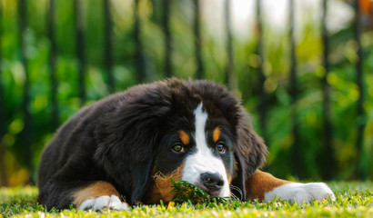 Bernese Mountain Dog puppy outdoor portrait lying down chewing on grass