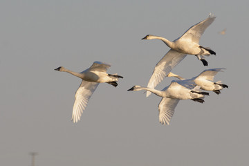White graceful gtundra swan in flock