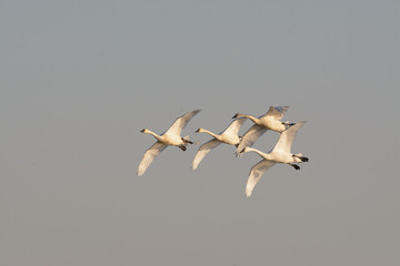 Small flock of soaring wild tundra swan