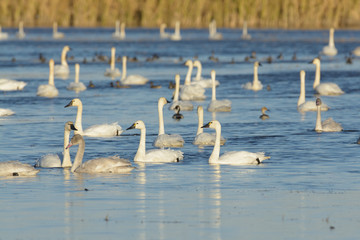 Swimming graceful tundra swan in water
