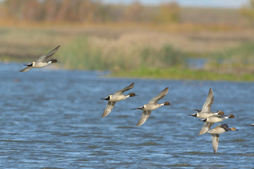 Fototapeta na wymiar Flying pintail ducks above blue water
