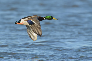 Fototapeta premium Duck flying above river