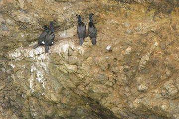 Black cormorant birds on rocky cliff