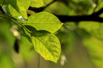 Fototapeta na wymiar Sunlight shining through leaves a Kranji Marshes, Singapore