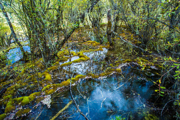 Water pools and woods in the virgin forests of western Sichuan, China