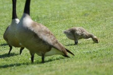 Two geese and gosling grazing in field