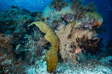 Tropical Coral Reef Underwater
